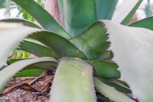 große blaue Agavenpflanze zwischen Steinen. Anlage zur Herstellung von Tequila foto