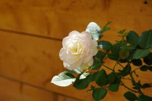 blühende schöne Rosenblumen im Garten foto