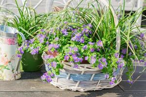 Straßen- und Gartendekoration. blühende violette Blumen im Weidenkorb. foto