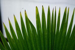 Nahaufnahme von Palmblättern im tropischen Wald foto