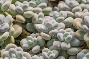 Pachyphytum oviferum oder Mondstein-Succulentb als natürlicher Hintergrund foto