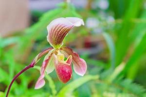 Nahaufnahme der blühenden Orchidee Paphiopedilum im Botanischen Garten foto