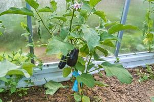 Auberginen im Gemüsegarten. frische Bio-Aubergine Aubergine. foto