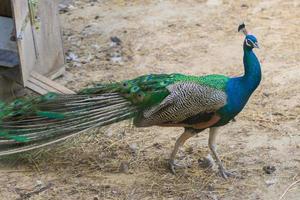 pfau, der auf bauernhof geht foto