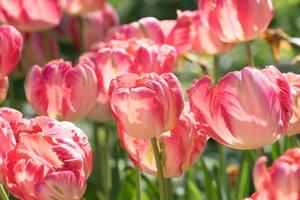 Feld blühender rosa Tulpen. Blumenhintergrund. sommerliche Gartenlandschaft.