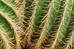 Nahaufnahme von Kaktusdornen. kugelförmiger goldener fasskaktushintergrund foto