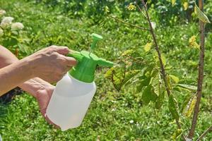 Bauer sprüht im Sommer Pestizid mit Handsprüher gegen Insekten auf Kirschbaum im Garten. landwirtschafts- und gartenkonzept foto