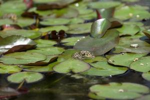 ein großes Bild eines Frosches, der in der Mitte der Schleim- und Seerosenblätter im Wasser liegt foto