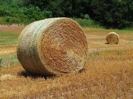 Rundballen sitzen auf dem Feld foto