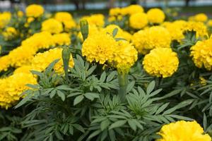 Blumenstrauß aus wunderschönen gelb-orangen Ringelblumen foto