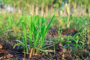 mombasa guinea paspalum maximale cv. Mombasa Gras für Tiere Büffelgras foto