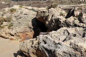 Textur von Felsen und Steinen in einem Stadtpark in Israel. foto