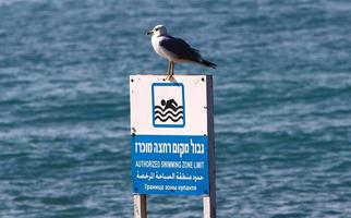 naharija israel 15. mai 2019. verkehrszeichen und schilder in israel. foto