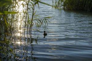 Landschaft mit Schilf im Hintergrund der Wasseroberfläche foto