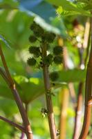 ricinus communis, castor oder palm-christie foto