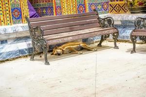 der Hund schlief unter einem Stuhl im Tempel. foto