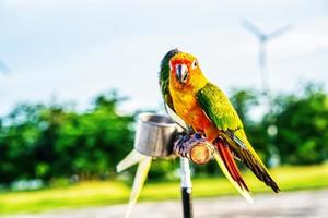 Conures thront auf einem Ast foto