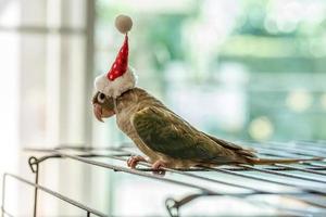 grünwangensittich mit weihnachtskreuzhüten foto