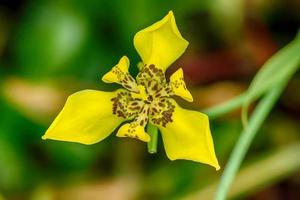 Blumen sind schön foto