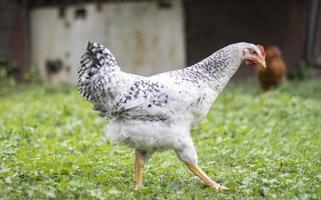 hühner auf dem bauernhof, geflügelkonzept. weißes loses huhn im freien. lustiger Vogel auf einem Biobauernhof. heimische Vögel auf einer Freilandfarm. Hühner züchten. im Hof gehen. Landwirtschaftliche Industrie. foto