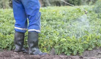 Ein Bauer wendet Insektizide auf seine Kartoffelernte an. Beine eines Mannes in persönlicher Schutzausrüstung für die Anwendung von Pestiziden. Ein Mann besprüht Kartoffelsträucher mit einer Kupfersulfatlösung. foto