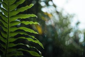 Regen und Blätter, Wassertropfen an regnerischen Tagen foto