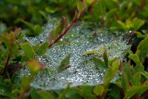 Regentropfen auf einem Spinnennetz foto