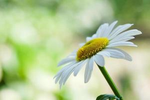 Weißes Margeriten-Gänseblümchen aus nächster Nähe foto