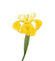 Gelbe Irisblume aus nächster Nähe foto
