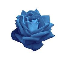 Wunderschöne blaue Rose isoliert auf weißem Hintergrund foto