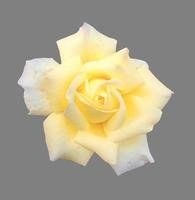Blume Rose hautnah isoliert foto