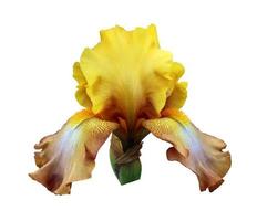 Iris Nahaufnahme, isolierte Blume auf weißem Hintergrund foto