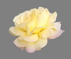Blume Rose hautnah isoliert foto