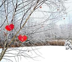 Bäume im Schnee. Herz. foto