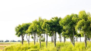 ein Blick auf seine belaubten Bäume, die grüne Büsche bilden, die auf einem Hügel aufgereiht sind. foto