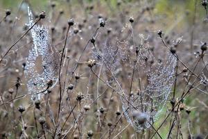 Beauty Spinnweben mit Regentropfen auf einer Pflanze im Feld. Wetter mit Nebel foto