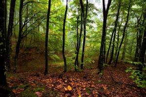 Blick in den nebligen Wald auf die Bäume. malerische Nebellandschaft foto