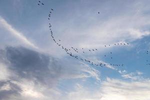 ein Vogelschwarm, der gegen einen bewölkten Himmel nach Süden fliegt foto