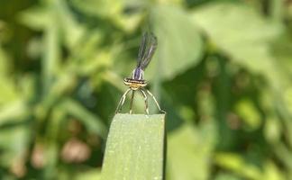 schöne naturszene nahaufnahme einer niedlichen libelle auf einem blatt foto