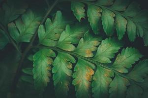 Makro-Wassertröpfchen auf Blättern lieben die Umwelt foto