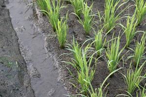 kleine Reispflanzen, die auf den Feldern der Bauern leben foto