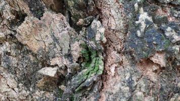 die Schönheit in der Nähe der getrockneten Rinde des Baumes foto