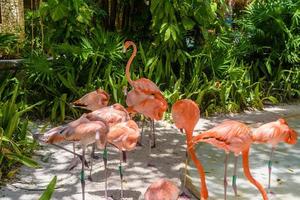 Rosa Flamingos im Schatten der Bäume im Park, Playa del Carmen, Riviera Maya, Yu Atan, Mexiko foto