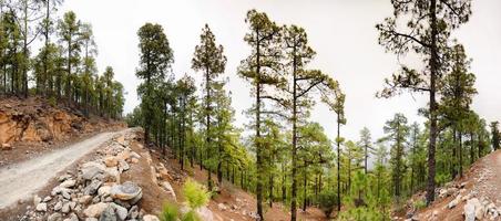 kiefernwald mit steinen, panorama, teneriffa, kanarische inseln foto