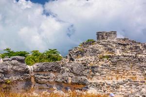 leguaneidechse in alten ruinen von maya in der archäologischen zone el rey in der nähe von cancun, yukatan, mexiko foto