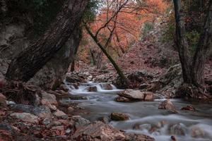 berg fluss strom wald landschaft natur pflanze baum regenwald dschungel foto