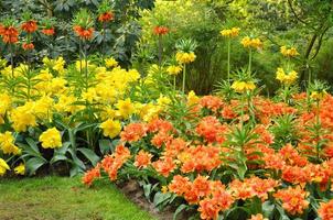 Gelbe und orangefarbene Kaiserkronenfalter im Keukenhof-Park in den Niederlanden foto