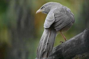 grauer vogel hd fotoshooting foto