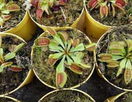 Fleischfressende tropische Fliegenfalle Kannenpflanze, Nepenthes-Arten foto
