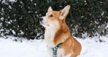 lustiger Corgi-Hund im Schnee foto